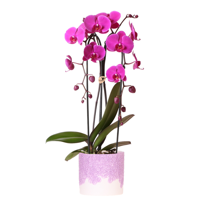 Kolibriorkideer | Lilla Freeride Niagara Falls orkidé + Blomstrende dekorativ potte – Ø12 cm | blomstrende stueplante