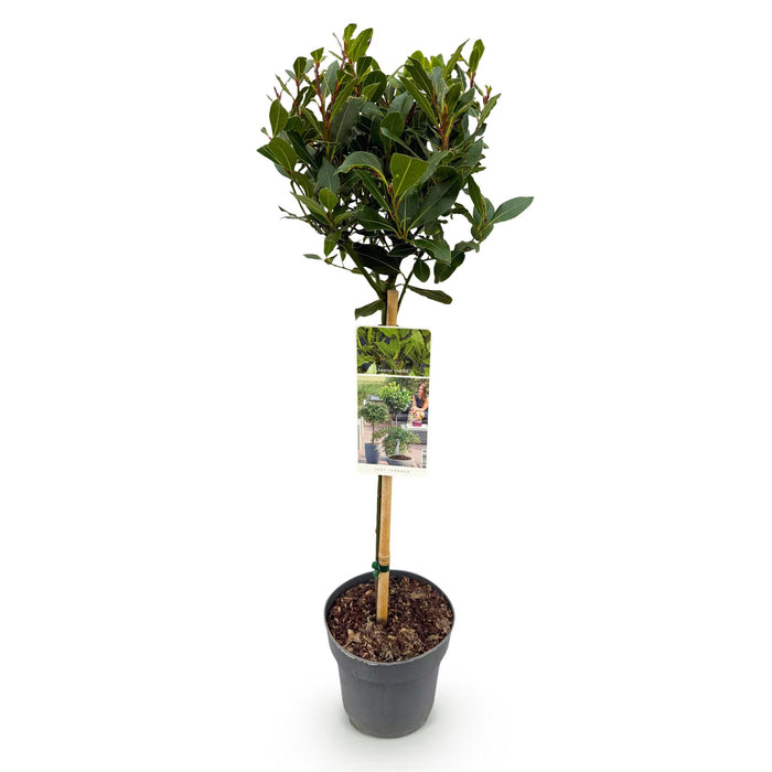Tuinplant - Laurus nobilis - Plant op stam - Terras Plant - Bladhoudend - Weinig Onderhoud - Pot 19cm Hoogte 90cm