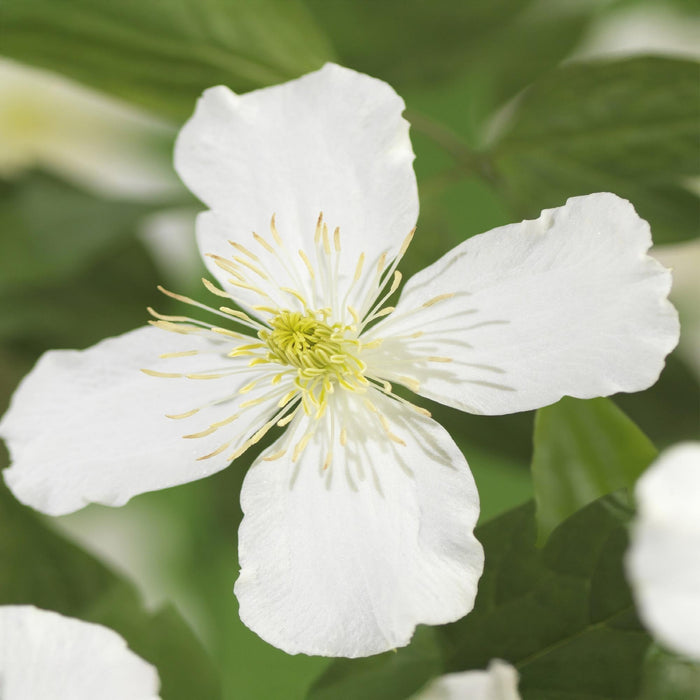 Clematis montana Grandiflora - Bosrank - Bloem Wit  - ↕40cm - Ø11cm - 2x
