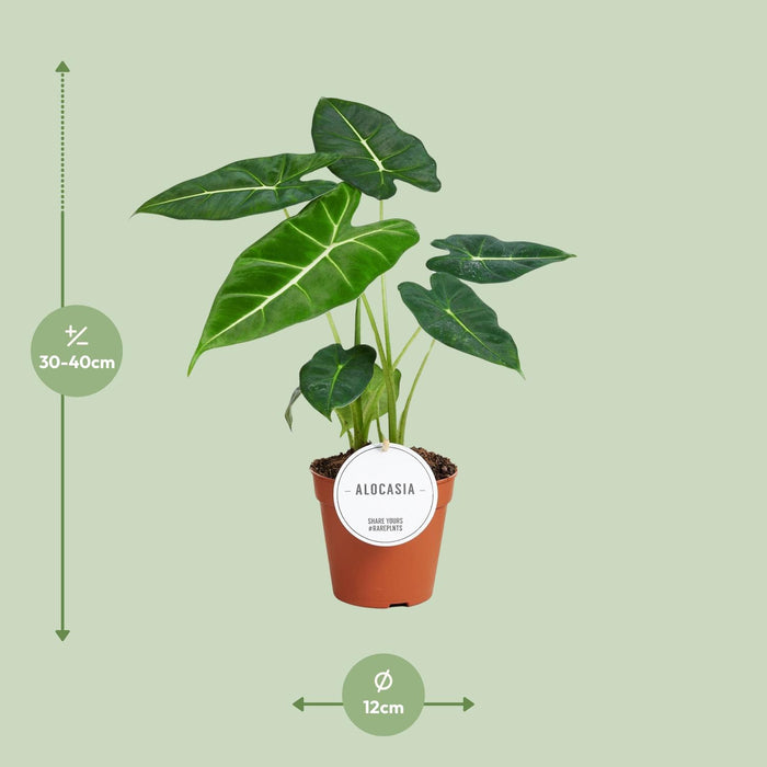 Alocasia Frydek - Olifantsoor - ↕35cm - Ø12cm