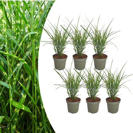 Miscanthus sinensis ‘Zebrinus’ – Zebragras - Ø12cm - 6x