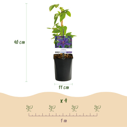 Clematide Sig.ra N. Thompson - Clematide - Fiore rosa - ↕40cm - Ø11cm - 2x
