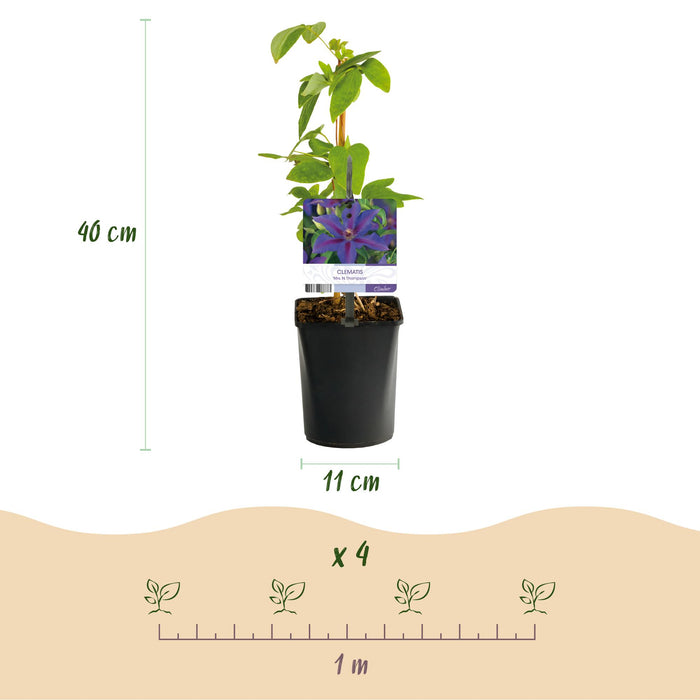 Clematis Mrs. N. Thompson - Bosrank - Bloem Roze - ↕40cm - Ø11cm - 2x