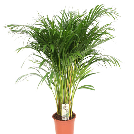 Areca Palm (Dypsis Lutescens) - Goudpalm - ↕110cm - Ø21cm