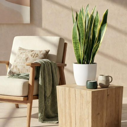 Sansevieria Laurentii - Planta serpiente - con maceta blanca - ↕70-80cm - Ø21cm