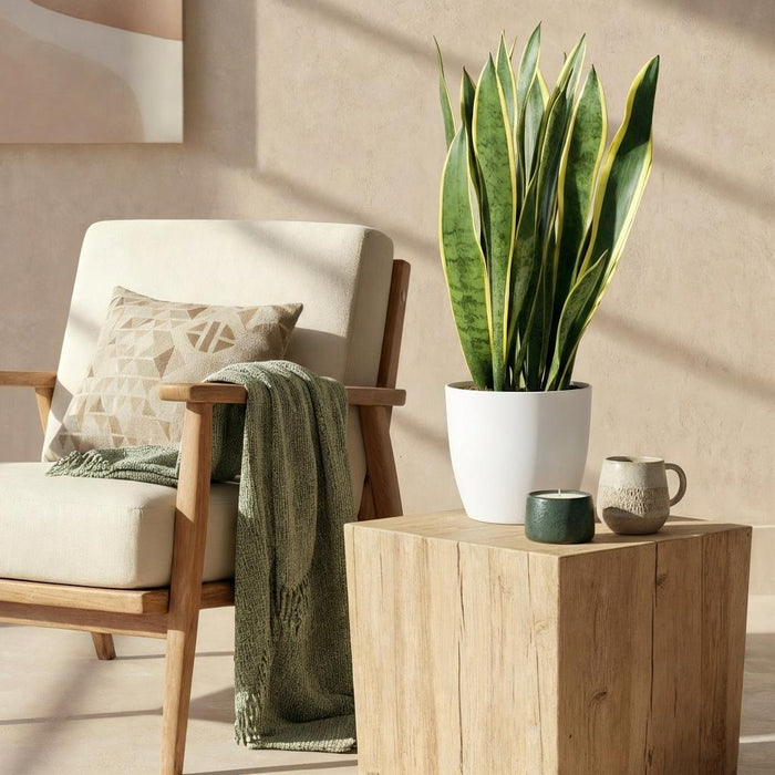 Sansevieria Laurentii - Vrouwentong - met witte plantenpot - ↕70-80cm - Ø21cm