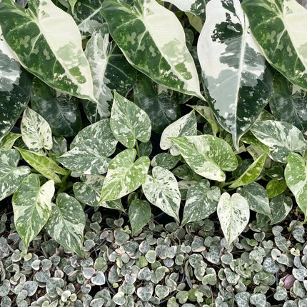 Baby Planten Variegata Mix - Diversen 3x - Tropisch - Ø6cm - ↕10-15cm