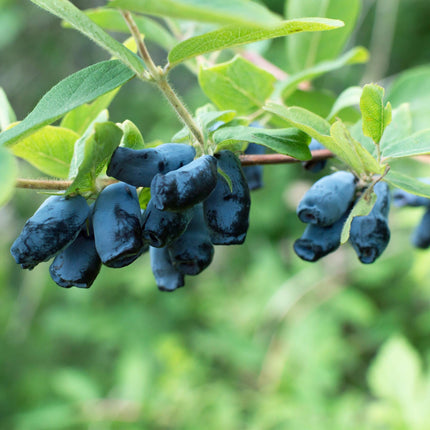 Caprifoglio blu - Lonicera caerulea Kamchatika - ↕50cm - Ø15cm - 2x