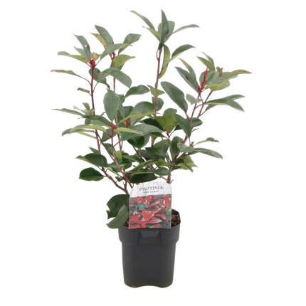 Photinia fraseri Red Robin - verde rosso - 6 piante - 1 metro lineare - sempreverde - ↕55cm - Ø17cm