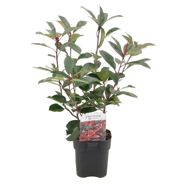 Photinia fraseri Red Robin - groen rood - 6 planten - 1 strekkende meter - groenblijvend - ↕55cm - Ø17cm
