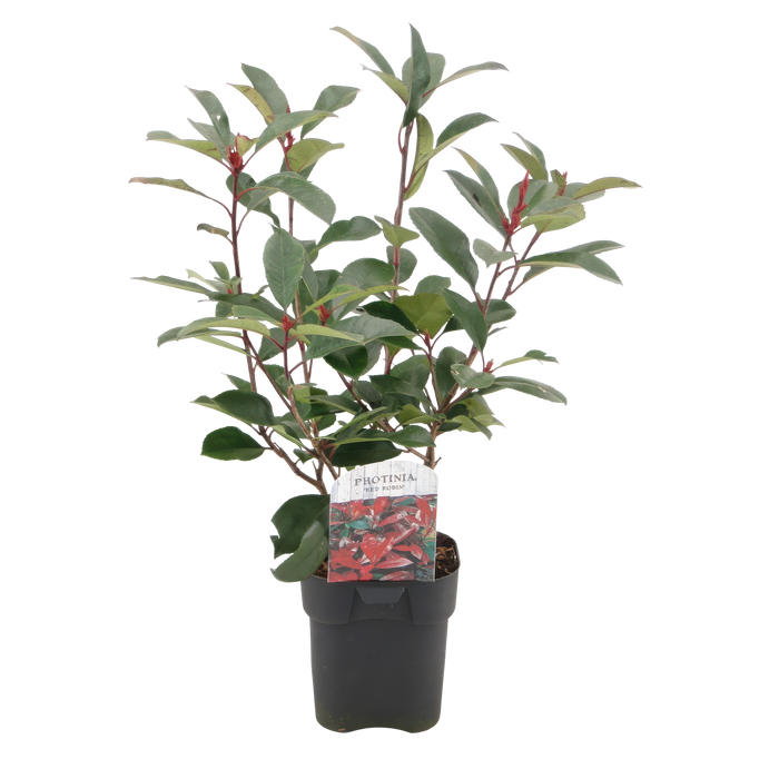 Haagplanten - Photinia fraseri Red Robin - groen rood  - 6 planten - 1 strekkende meter - groenblijvend - pot 17cm hoogte 55cm