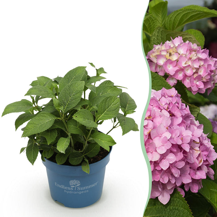 Hydrangea Endles Summer The Original Pink - Hortensia - Roze - ↕20-25cm - Ø14cm