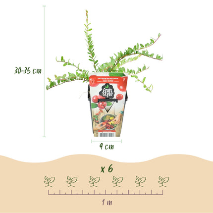 Vaccinium macrophylla Early Black - Cranberry - Ø9 cm - 6x