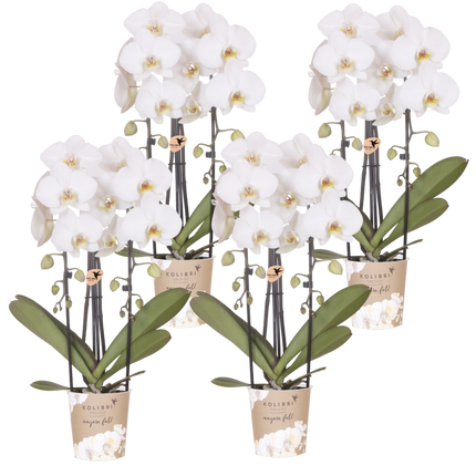 Kolibri Orchids | Combi Deal - 4 Witte Phalaenopsis Orchideeën Niagara Fall White - Ø12 cm
