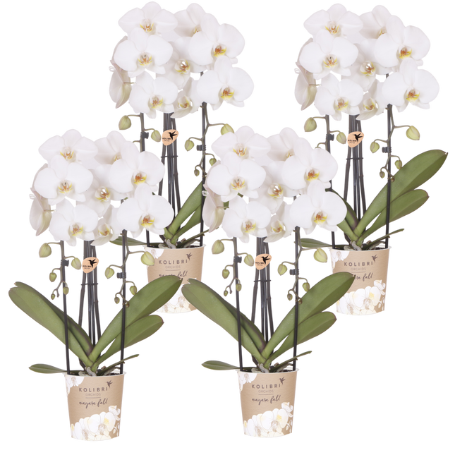 Kolibri Orchids | Combi Deal - 4 Witte Phalaenopsis Orchideeën Niagara Fall White - Ø12 cm