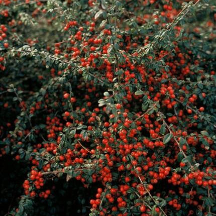 Cotoneaster Suecicus 'Coral Beauty' - ↕10-25cm - Ø9cm - 48x