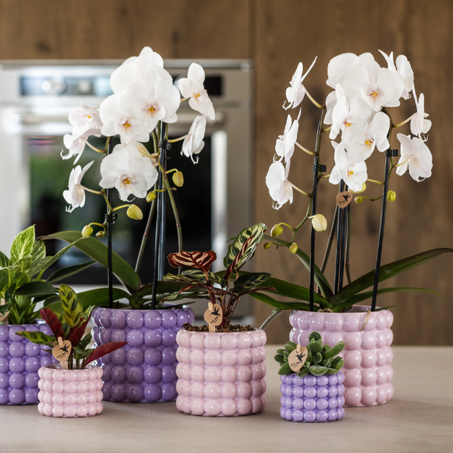 Kolibriorkideer | Lyserød Niagara Falls-orkide + Lyserød valmue Dekorativ potte – Ø12 cm | Blomstrende stueplante