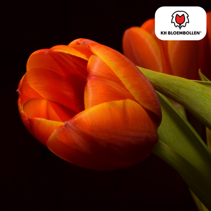 Bulbes de tulipes Dafeng – Lot de 20 | KH Flower Bulbs® | Tulipe orange – Grandes fleurs et élégante – Pour jardin ou pot – Calibre 11/12 – Fraîchement cueillies par le producteur !