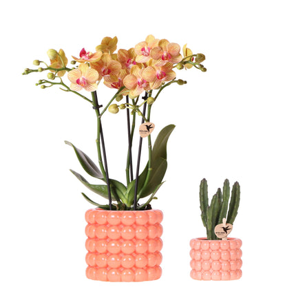 Valmue-appelsin plantesæt | Orange phalaenopsis, jamaicansk orkidé og sukkulent inkl. dekorative keramiske potter