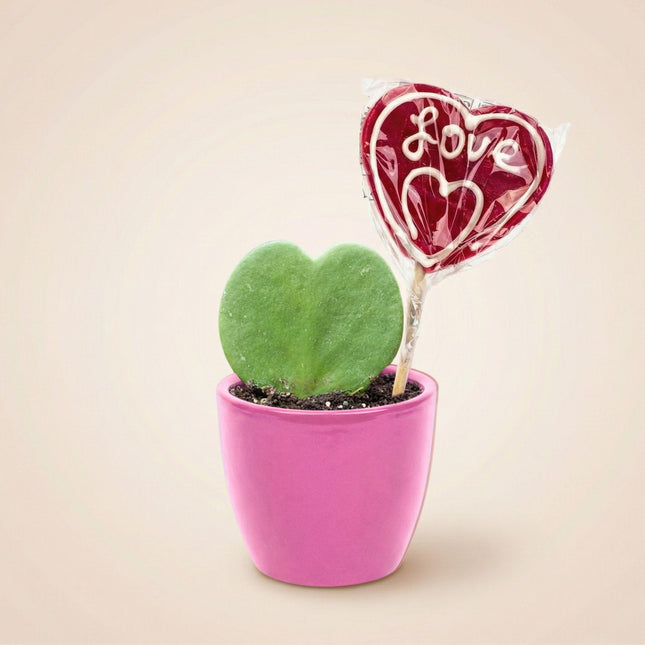Sweetheart Plant Set - Green Mini Gift - Pot & Plant Set - Pink