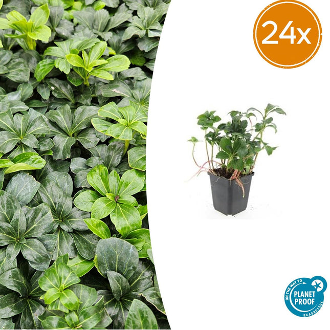 Termine Pachysandra. 'Green Sheen' - ↕10-25cm - Ø9cm - 24x