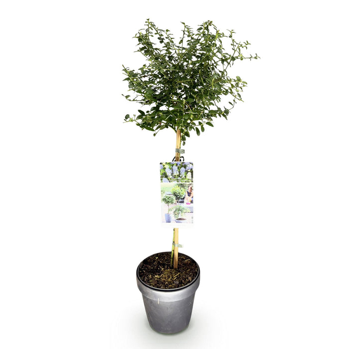 Ceanothus thyrsiflorus Repens - Paarse Bloem - Pot 19cm Hoogte 90cm