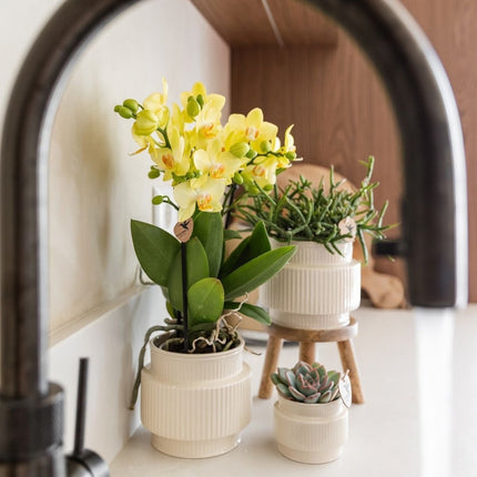Kolibri Orchids | Combi Deal - 2 Gele Phalaenopsis Orchideeën Blossom Albenga - Ø9 cm