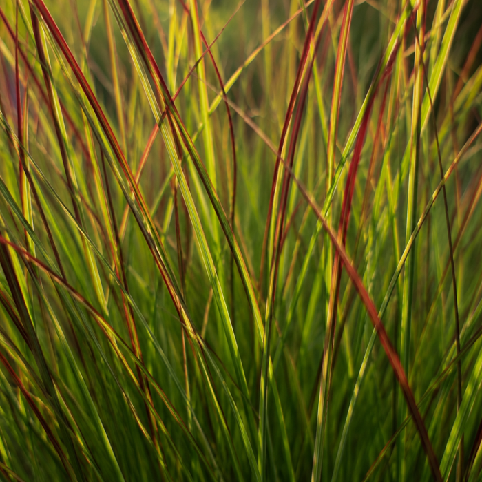 Panicum virgatum ‘Rotstrahlbusch’ – Vingergras - Ø12cm - 6x