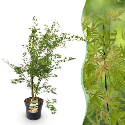 Acer palmatum Methamorphosa - Japanse Esdoorn - Groen, Oranje - ↕90cm - Ø26cm