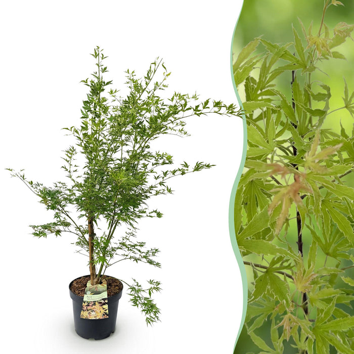 Acer palmatum Methamorphosa - Japanse Esdoorn - Groen, Oranje - ↕90cm - Ø26cm