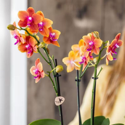 Kolibri Orchids | Combi Deal - 4 Oranje Geurende Phalaenopsis Orchideeën Fragrance Bolgheri - Ø9 cm