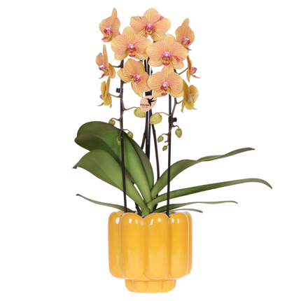 Kolibri Orchids | Sunny Bunny Orchidee gelb/rosa + Retro Ocker Ziertopf – Ø12cm