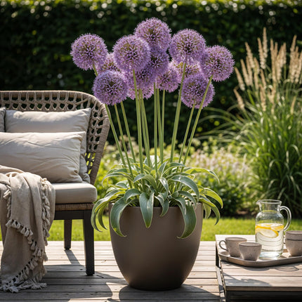 Bulbes d'ail - Allium Gladiator - Violet - Lot de 5 - Calibre 16/18 - Format XXL