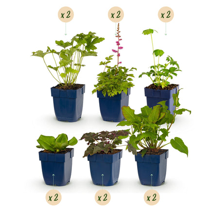 Borderpakket - Schaduw - Diversen - Soorten en kleuren - 12 Planten - Pot 11cm - Hoogte 15-25cm