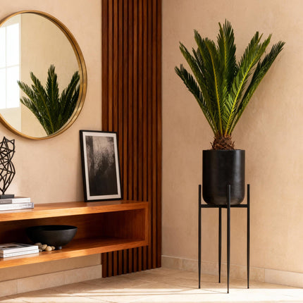 Cycas revoluta - Palm fern - ↕45cm - Ø14cm