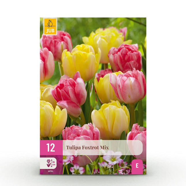 Bulbi da fiore - Tulipani Foxtrot Mix - Vari colori - 12 pezzi - Misura bulbo 11/12 - Confezione XXL
