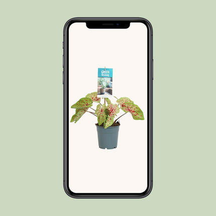 Caladium Miss Muffet - ↕25cm - Ø12cm