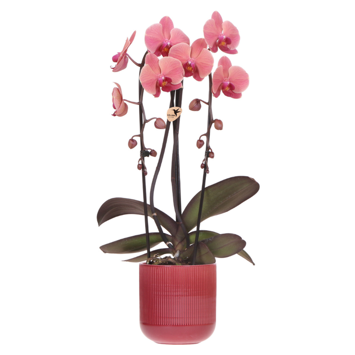 Kolibri Orchids | Narbonne Niagara Falls orchidee + Flare pot rood – Ø12 cm | bloeiende kamerplant