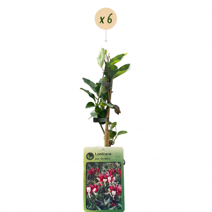 Lonicera per. 'Serotina' - Kamperfoelie 6x - Paars - Geel - Klimplant - Ø9cm - ↕35cm