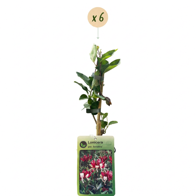 Lonicera per. 'Serotina' - Kamperfoelie 6x - Paars - Geel - Klimplant - Ø9cm - ↕35cm