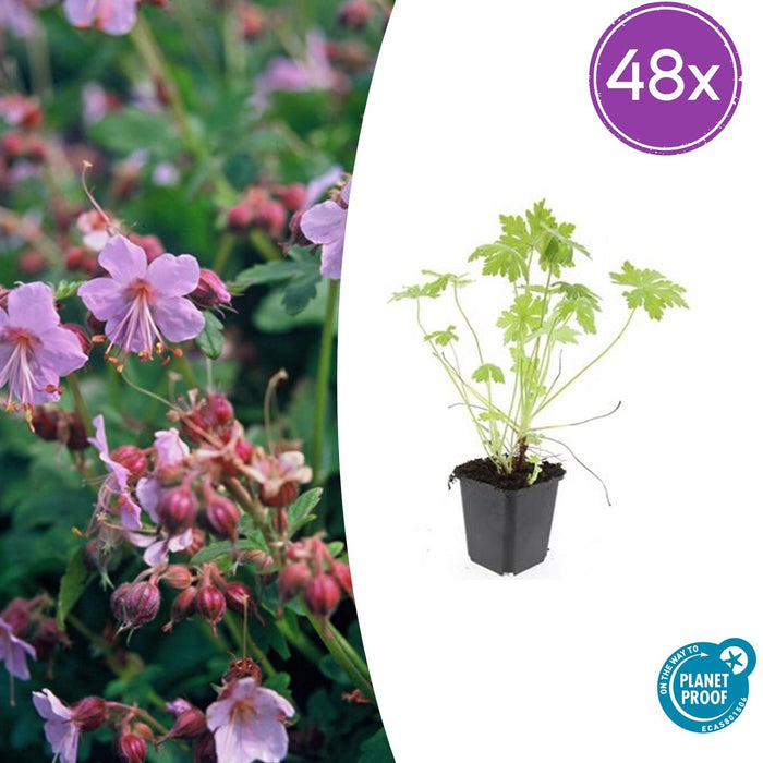 Geranium macrorrhizum - ↕10-25cm - Ø9cm - 48x