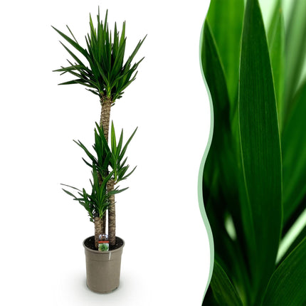 Yucca Elephantipes - ↕170cm - Ø27cm