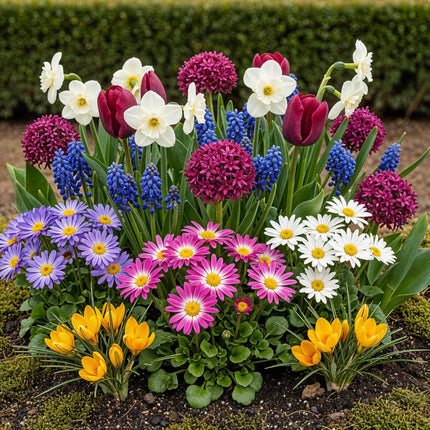 Bulbes de fleurs - Mélange de bulbes pour jardin - Variétés et couleurs variées - 125 pièces - Emballage cadeau