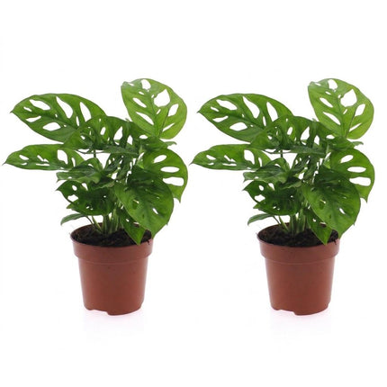 Monstera Adansonii - Rhaphidophora Tetrasperma - 2x - Pot 12cm - Hoogte - 25cm