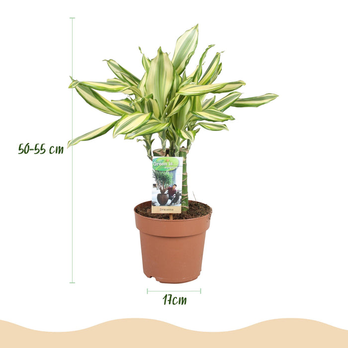 Dracaena fragrans Diamond Dream - Drakenbloedboom - ↕50-55cm - Ø17cm - 2x