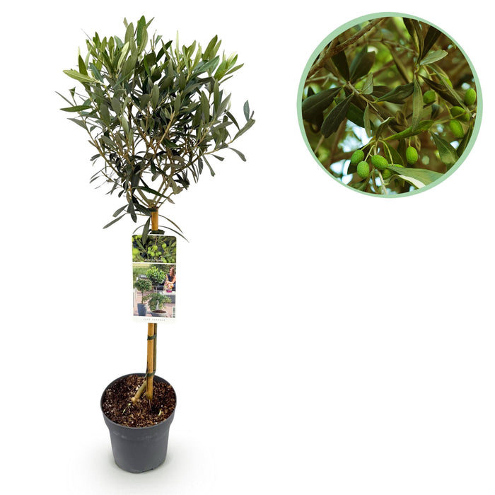Tuinplant - Olea Europaea - Plant op stam - Terras Plant - Bladhoudend - Weinig Onderhoud - Pot 19cm Hoogte 90cm