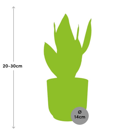 Sansevieria Futura Superba - Snake Plant - in yellow Elho Vibes Fold - ↕20-30 cm - Ø14cm