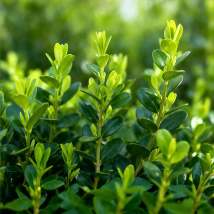Buxus Haag - BetterBuxus Babylon Beauty - Resistant tegen de Buxus schimmel - 1 strekkende meter - ↕30-35cm - Ø13cm - 6x