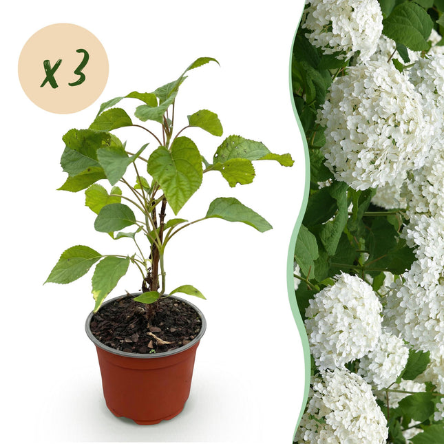 Hydrangea arborescens Annabelle - Ortensia a pannocchia - Resistente - Bianca - 3 piante - Vaso da 12 cm - Altezza 20-30 cm