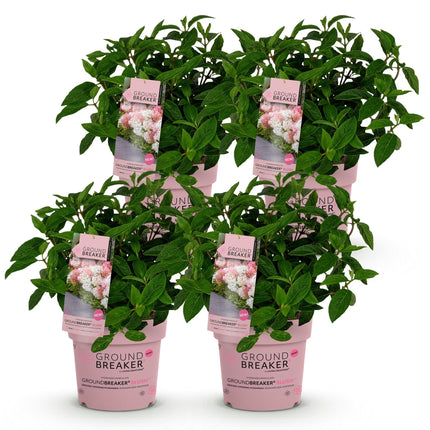 Hydrangea panniculata Groundbreaker Blush - Ortensia a piuma - Rosa - ↕20-25cm - Ø14cm - 4x